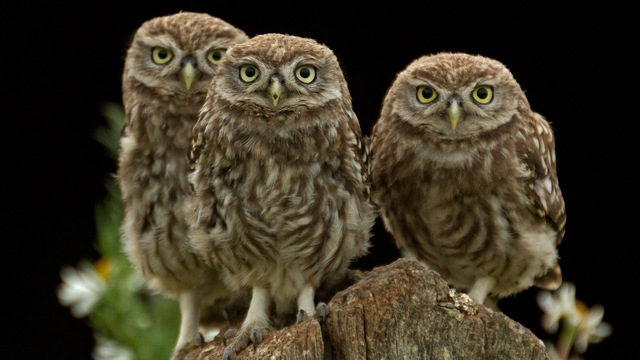 The Secret Life of Owls - Channel 5